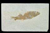 Bargain, Fossil Fish (Mioplosus) - Uncommon Species - Green River #138706-1